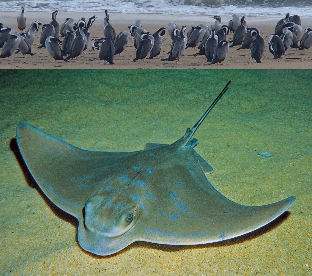 Spotted shags (top) and an eagle ray.