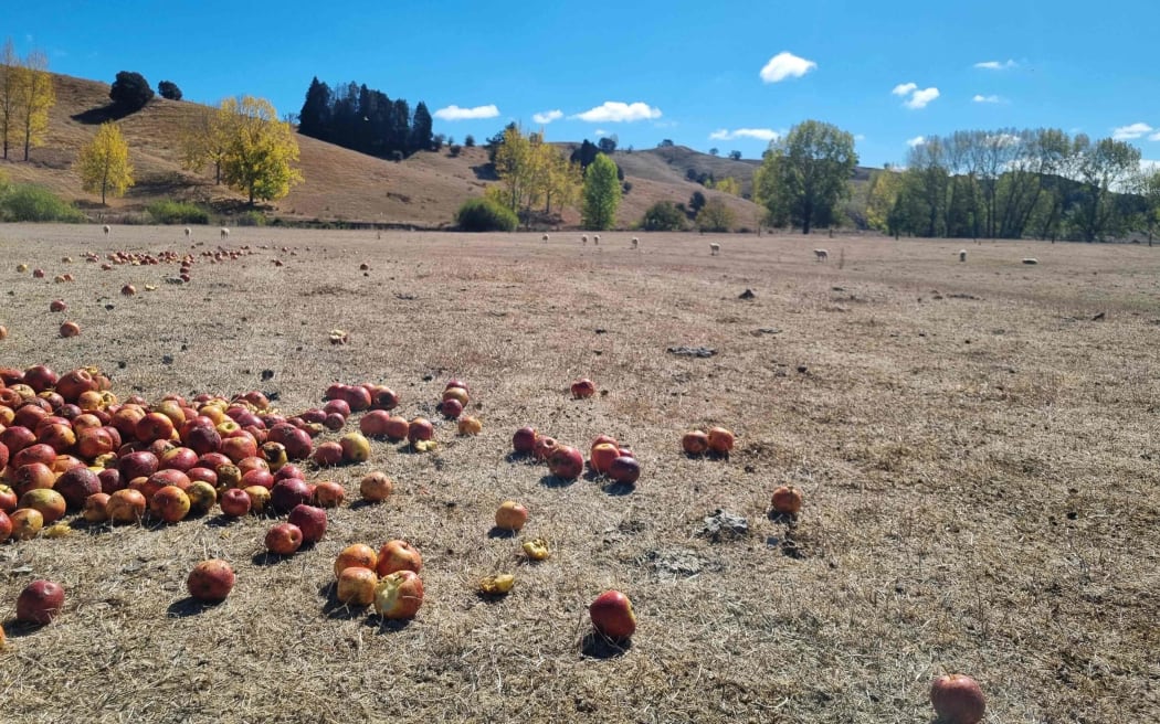 Farmer Ashley Peter has been feeding apples out to his sheep in Cozens Valley due to a lack of grass on his farm