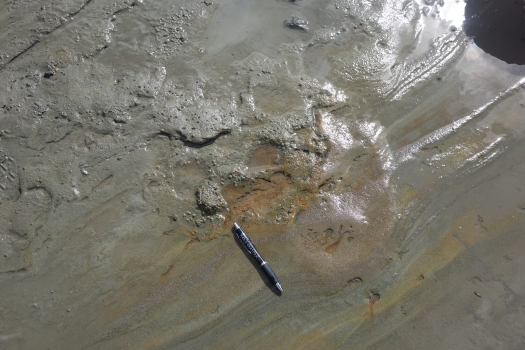 sauropod footprint