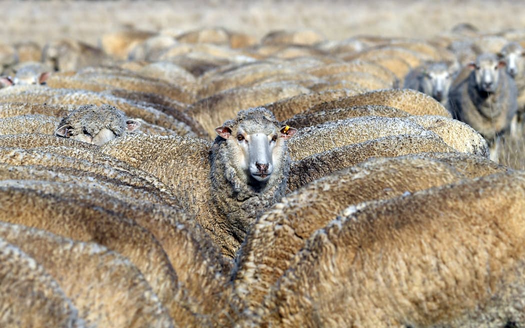 Sheep feeding on cottonseed on a dry paddock in the drought-hit area of Duri in New South Wales, on 7 August, 2018.