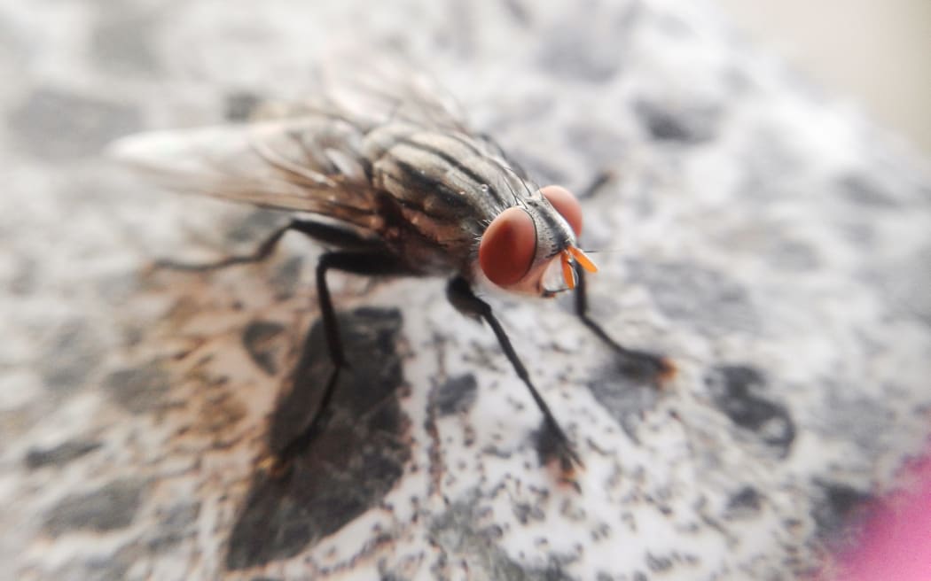 A fly was swallowed by a US news anchor live on air.