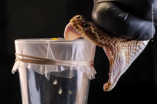 End of the Round-Up by Javier Aznar González de Rueda, Spain: Drops of deadly venom drip into a glass as an eastern diamondback rattlesnake is milked.