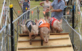 Pig racing is expected to be one of the highlights of Saturday's Kaikohe A&P Show in Northland.