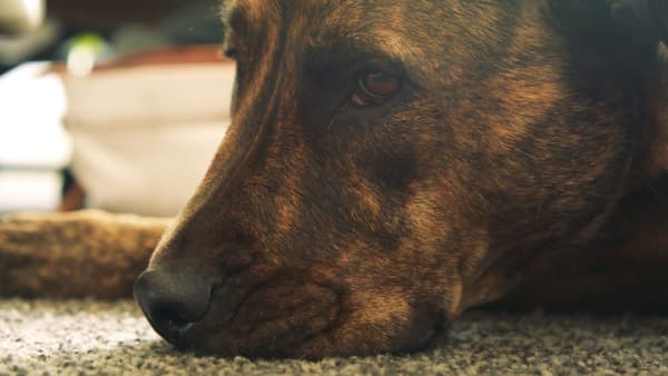 Rolly the rescue dog