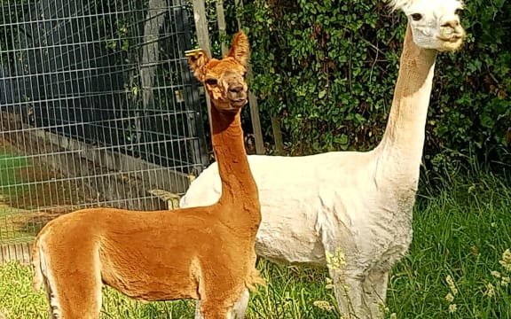 Alpacas visit Gonville Primary School this week in  Whanganui