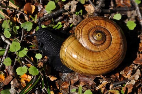Powelliphanta snail