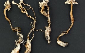 The Vegetable Cidada (a fungus)