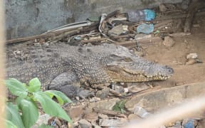 Carolyn Press-McKenzie, Founder and CEO of Helping You Help Animals (HUHA) says the crocs are relying on rainwater and are living in litter filled pits.