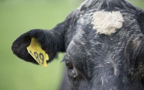 FOR WATER TAX story - Generic cow