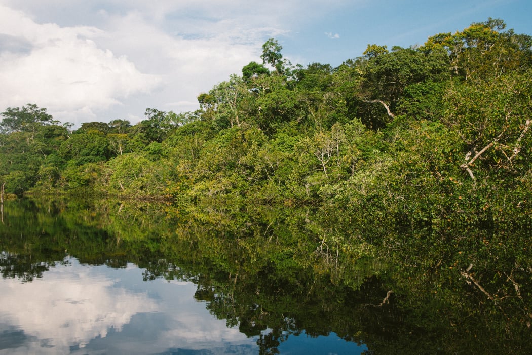 Jungle in the Amazonian rainforest.