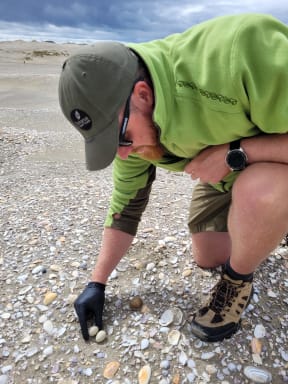 DOC ranger Harry Haywood putting 3D eggs into a tara iti nest.
