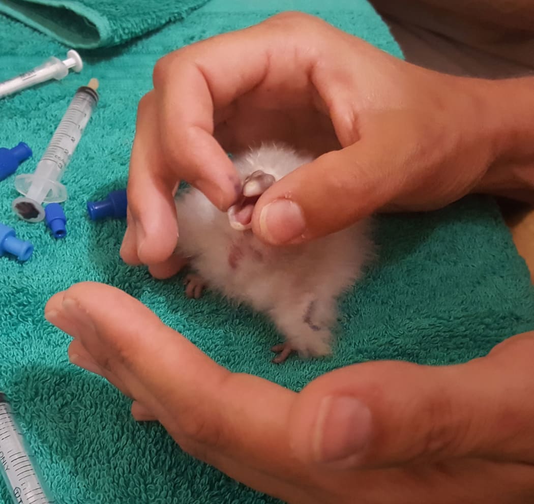 A two-day-old kākāpō chick being hand-reared.