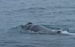 A newborn humpback whale has been spotted in Cook Strait - and is only the second seen in New Zealand's waters.
