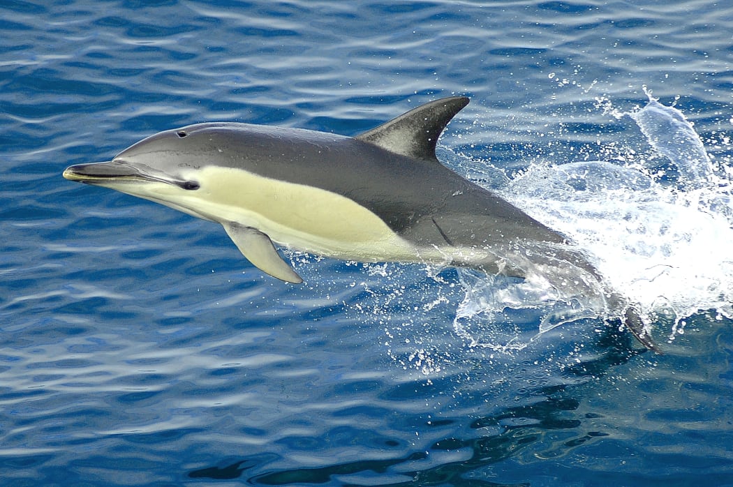 Pigmentation patterns of dorsal fins on common dolphins.