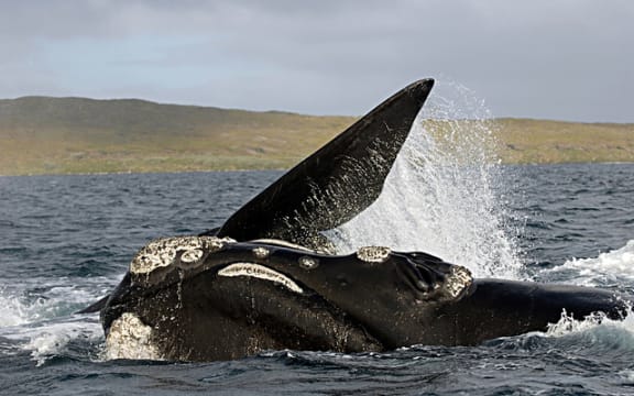 Southern right whale breaching at subantarctic Auckland Island.