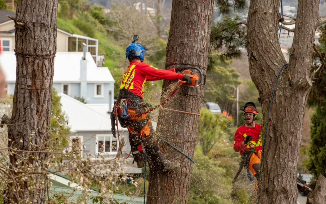 Work to remove trees from a slip in Nelson