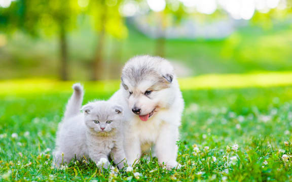 Puppy and kitten.