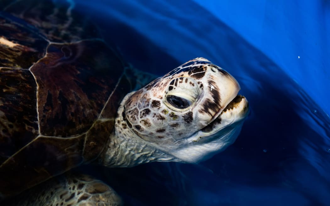 The sea turtle dubbed "Piggy Bank" in a small sea water pool at the Veterinary Medical Aquatic Animal Research Center in Bangkok after she was operated on to remove coins lodged in her belly.