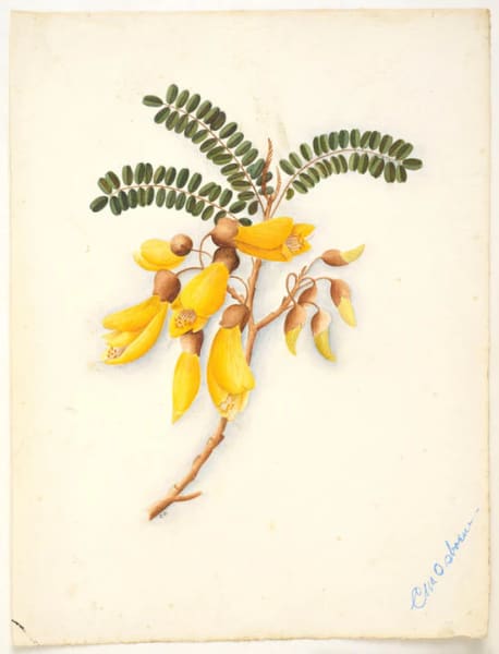 Watercolour of a Kōwhai flower by Fanny Osborne.