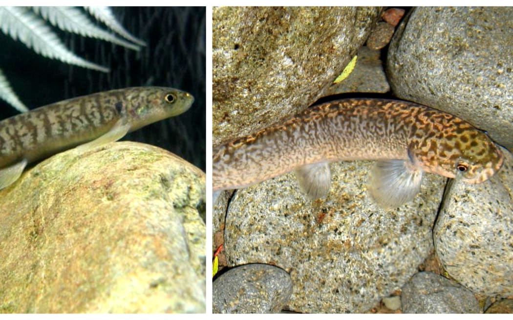 Left: Juvenile koaroRight: Adult koaro from the Momona Stream Taranaki