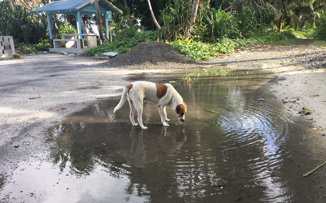 A dog drinks from a pool of water on Funafuti, Tuvalu where efforts are underway to control mosquito breeding sites in the fight against dengue.