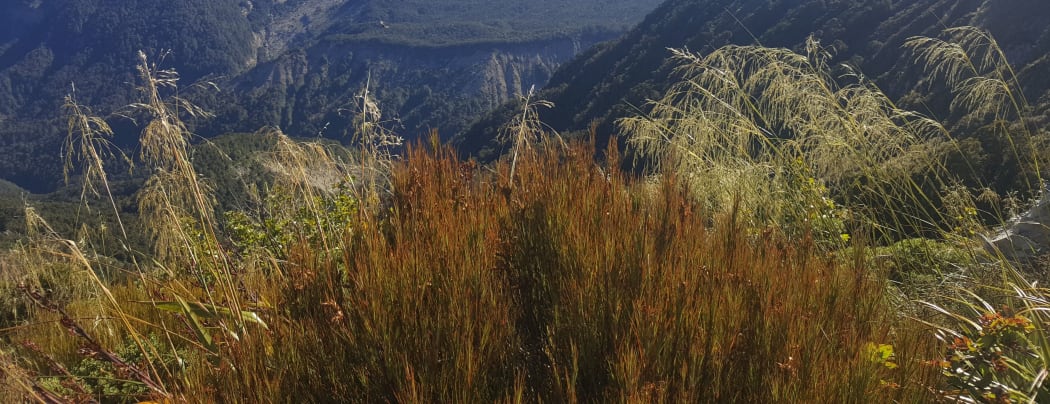 Snow tussock in subalpine areas were seeding heavily during the 2019 mega-mast. Northwest Nelson.