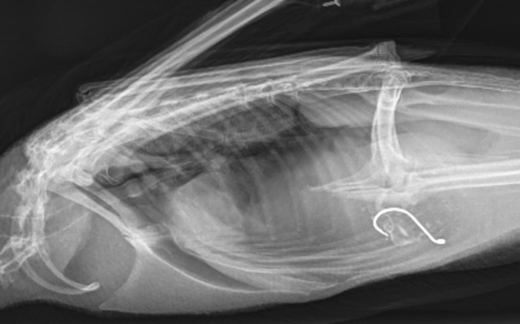 An x-ray shows a fishhook in the stomach of a female pūteketeke/Australasian crested grebe, which was picked up in Twizel, Canterbury, in December and taken to Wildlife Hospital Dunedin for stomach surgery.
