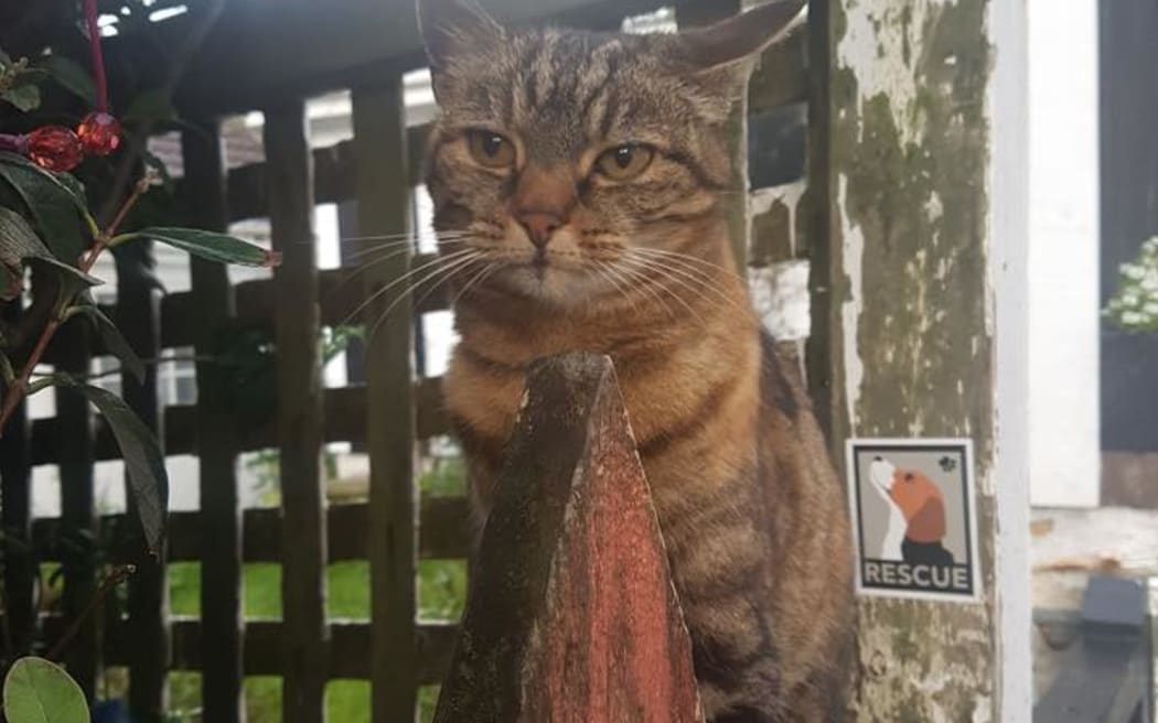 Aro Park's beloved cat Lola has passed inspiring hundreds of tributes online.