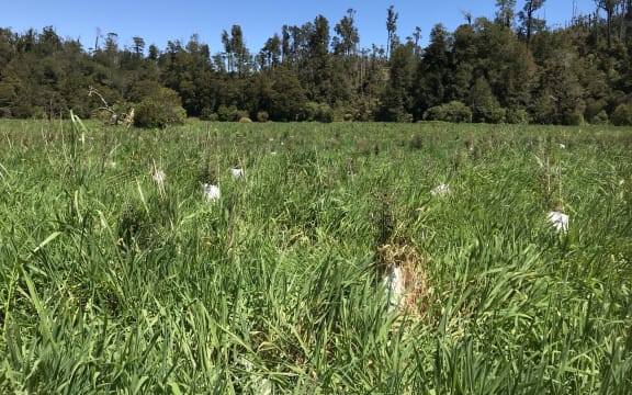 Newly planted trees in the flat terrain of the Bullock Creek polje - you can see a grassy expanse with some trees with cardboard support boxes.
