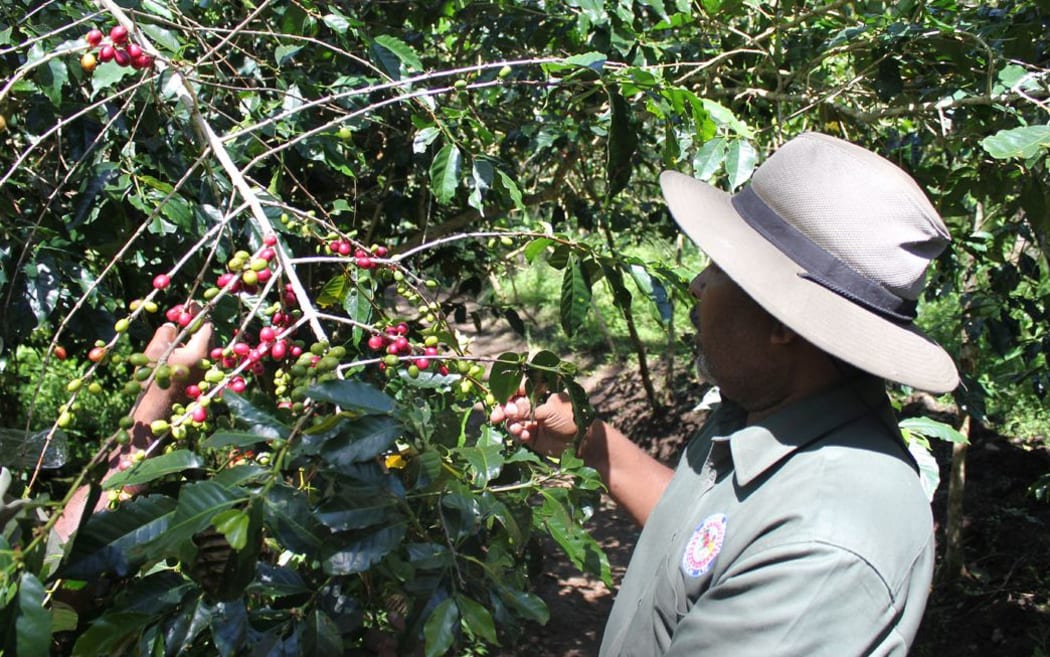 CIC Extension Manager Matei Labun inspecting a coffee tree in a hot spot area where the pest was identified in Banz, Jiwaka Province.