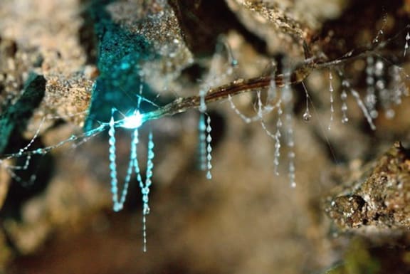 New Zealand glow worm