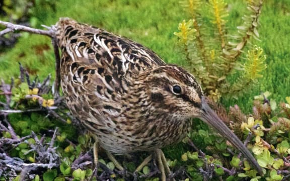 Auckland Island snipe, Enderby Island, Jan 2018.