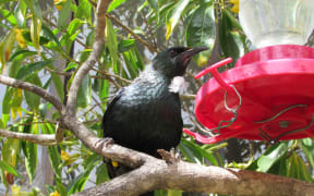 Tui at feeder