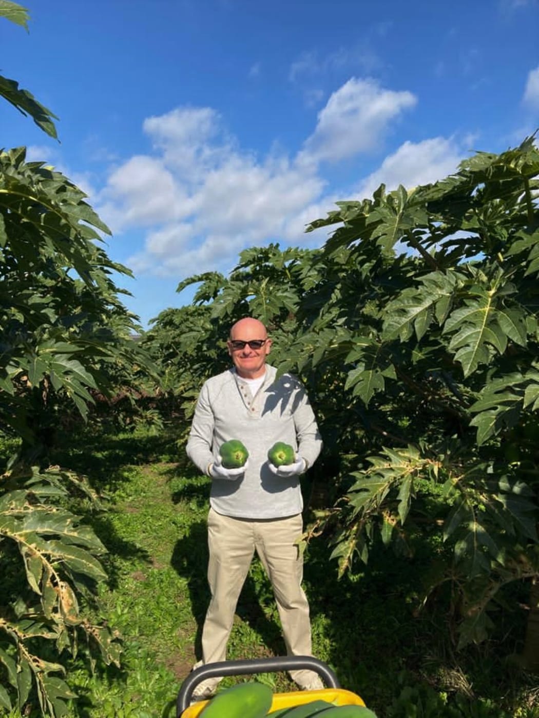 Raymond Young selecting papaya.