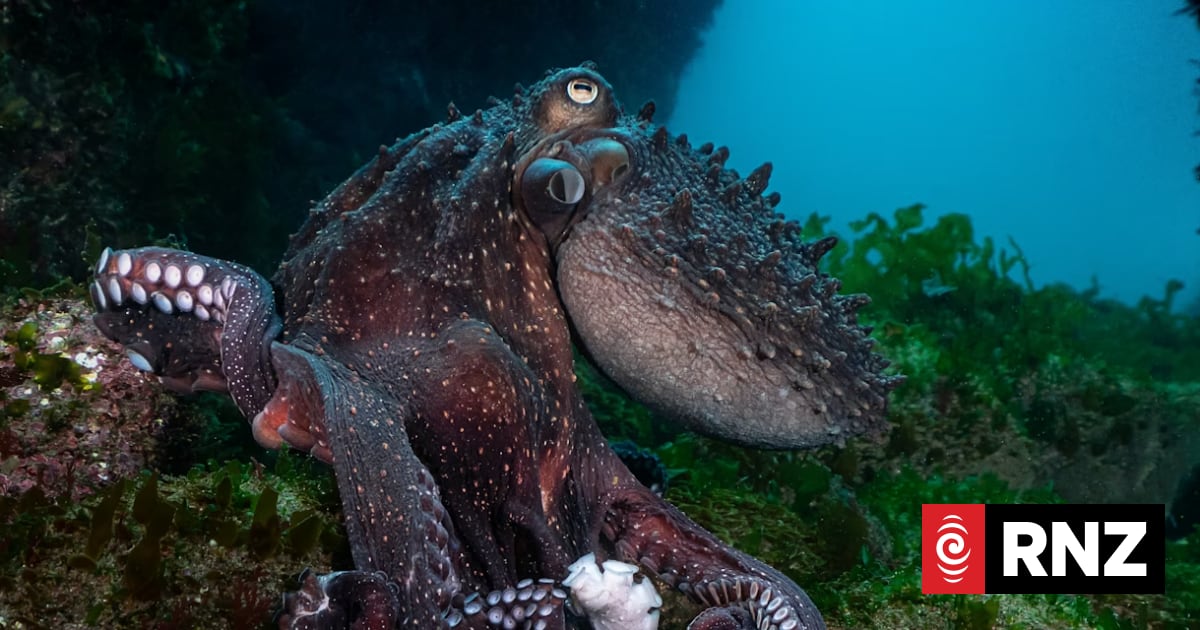 rnz.co.nz - RNZ | Te Reo Irirangi o Aotearoa - Charity calls for ban on octopus factory farms