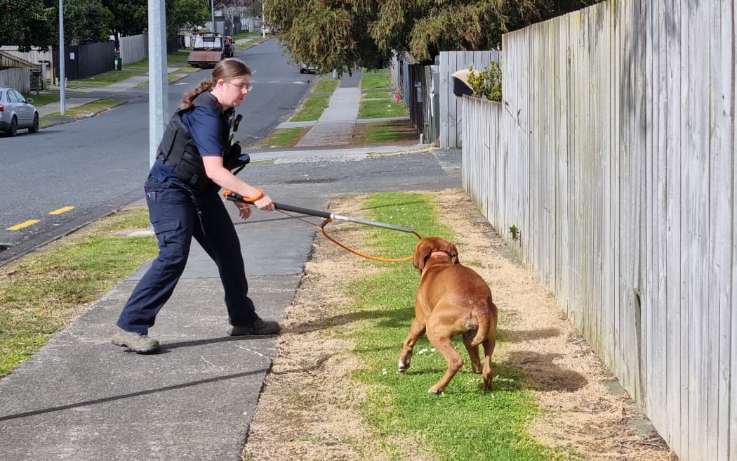 An animal control officer tries to catch a loose dog.