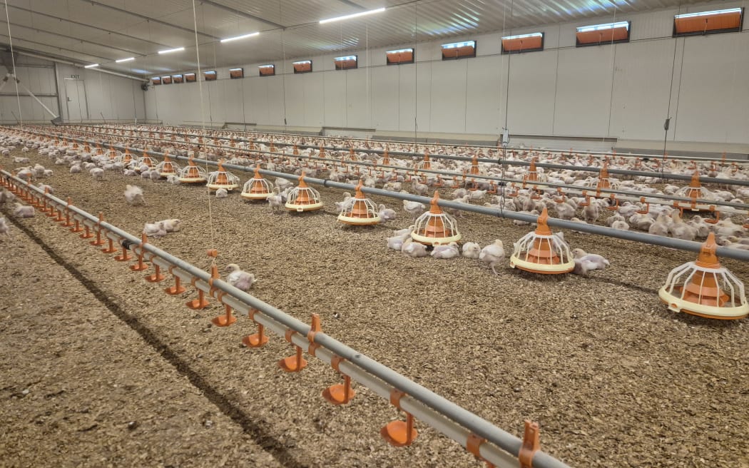 Fresh air is circulated throughout the shed though any openings are fully birdproofed to prevent possible transmission from wild bird populations.