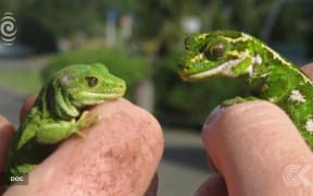 Endangered green gecko stolen from visitor centre: RNZ Checkpoint