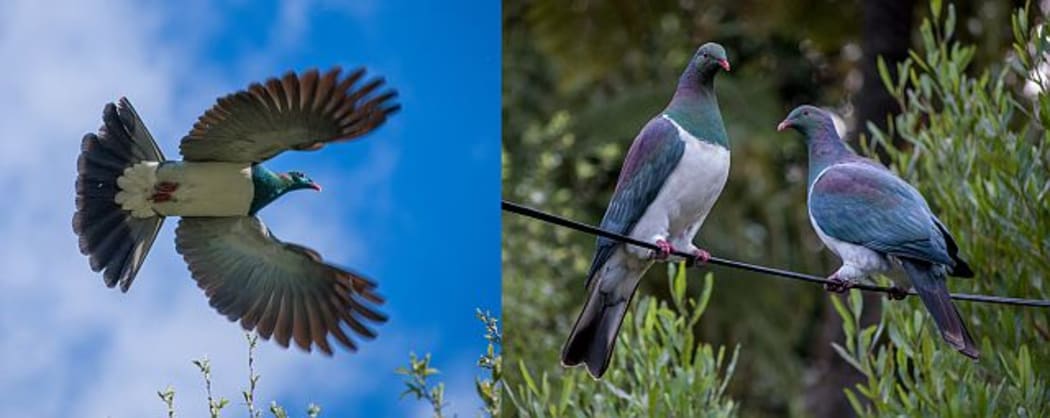 During the breeding season, kereru make spectacular display dives high above the forest canopy (left photo). Kereru were once commonly seen in very large flocks, but such flocks are a rare sight these days (right photo).