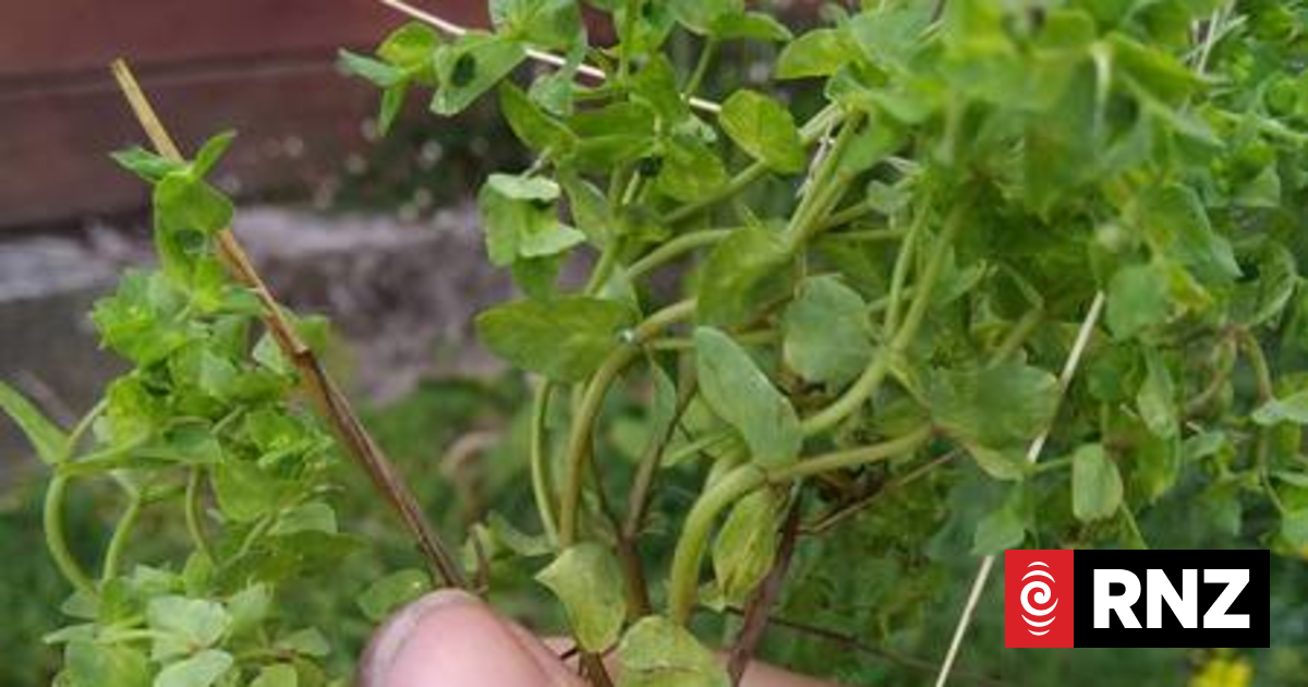 Getting on top of your weeds | RNZ