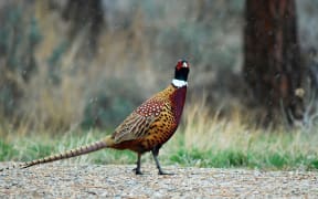 A pheasant.