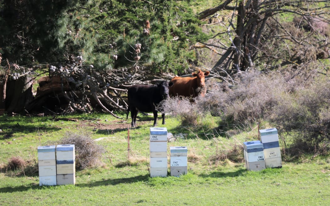 beehives on a farm