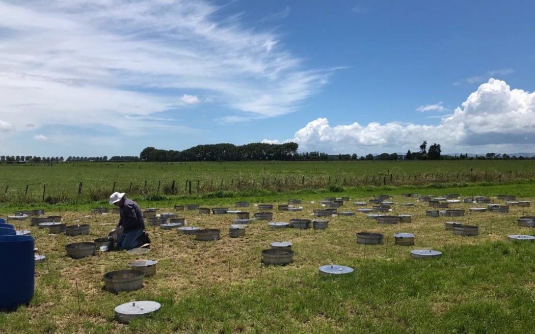 Fungus field trial taken by Dr Hossein Alizadeh