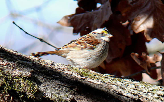 White-throated sparrow
