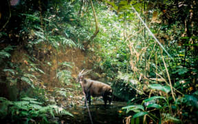 The Saola