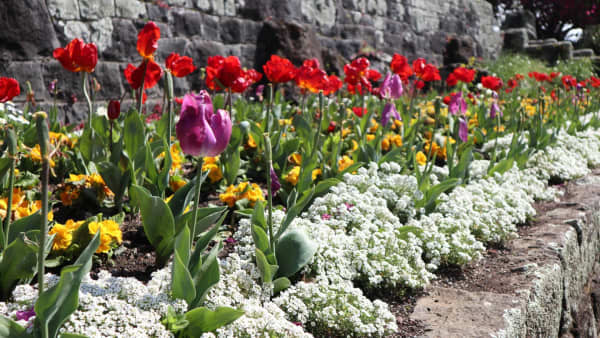 Every autumn over 10,000 bulbs are planted.