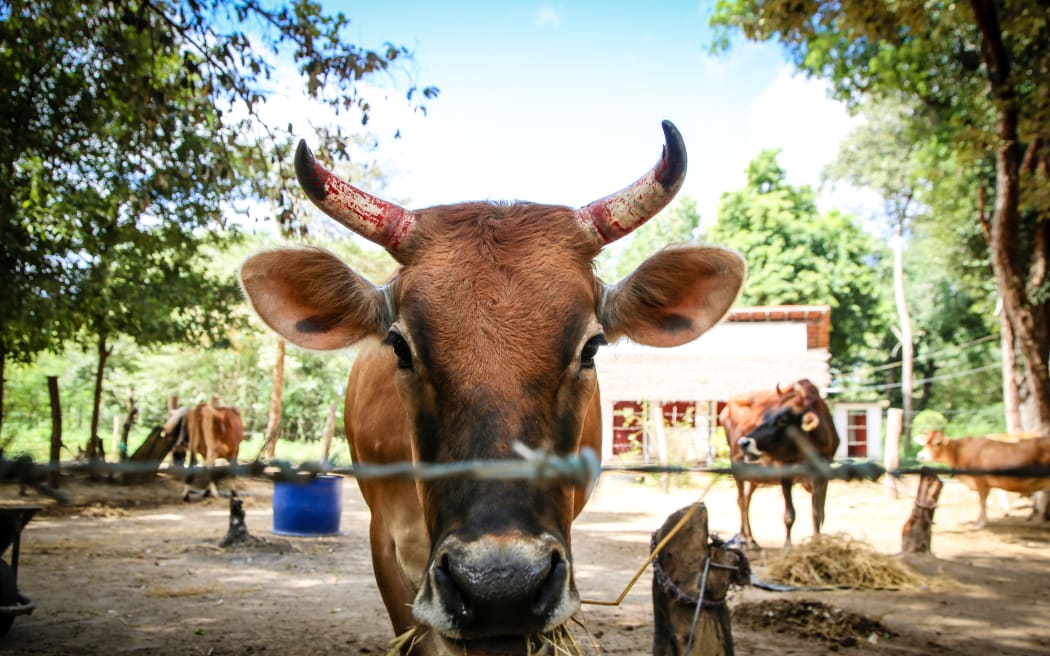 Dairy programme in Sri Lanka