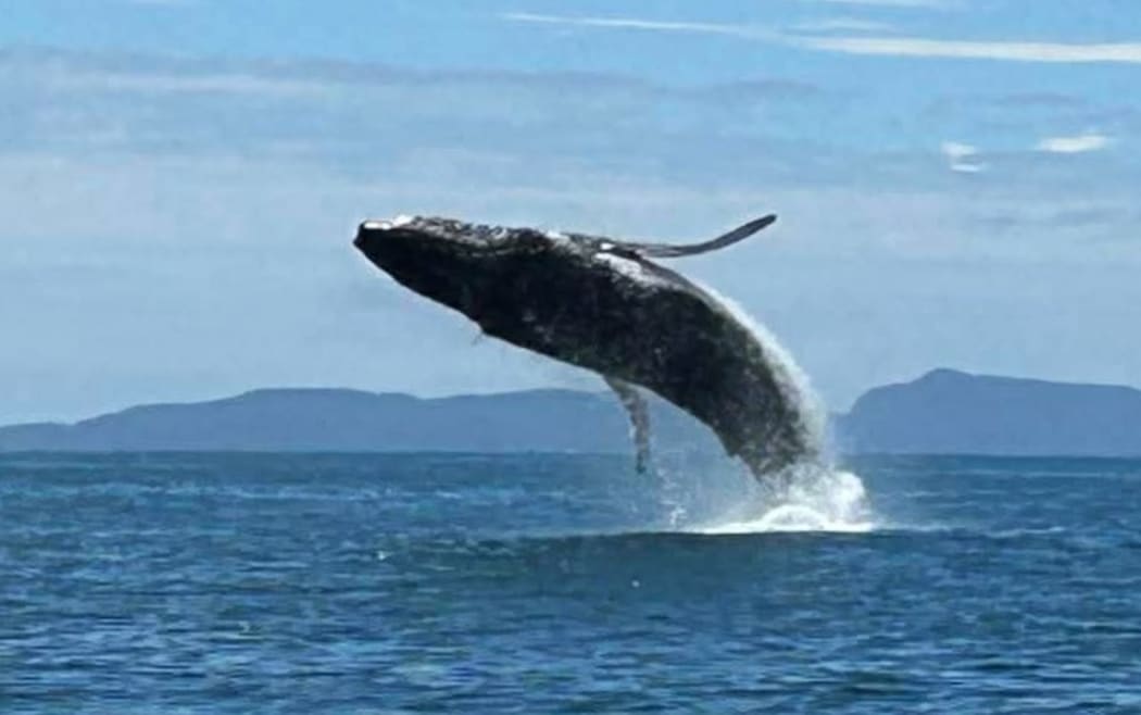 A humpback whale breaches in Bream Bay just 50 metres from Michele Adams' boat.