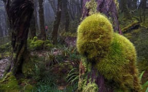 Moss-mounded stump in cloud forest