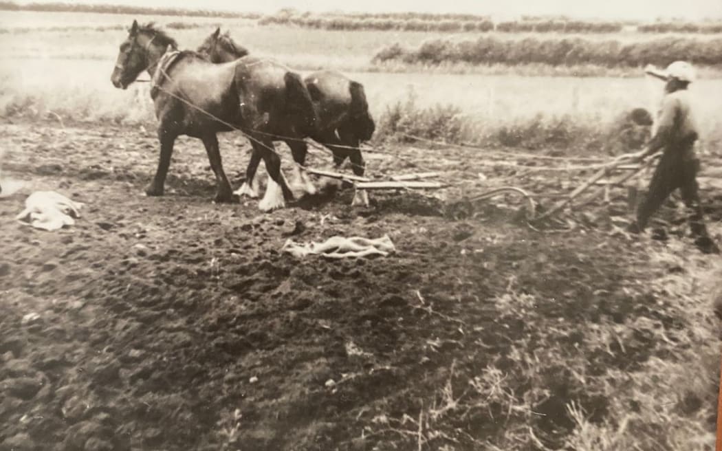 Basanta Singh Bindra, Surjeet Singh’s grandfather, works on a farm in Pukekohe in the 1940s.